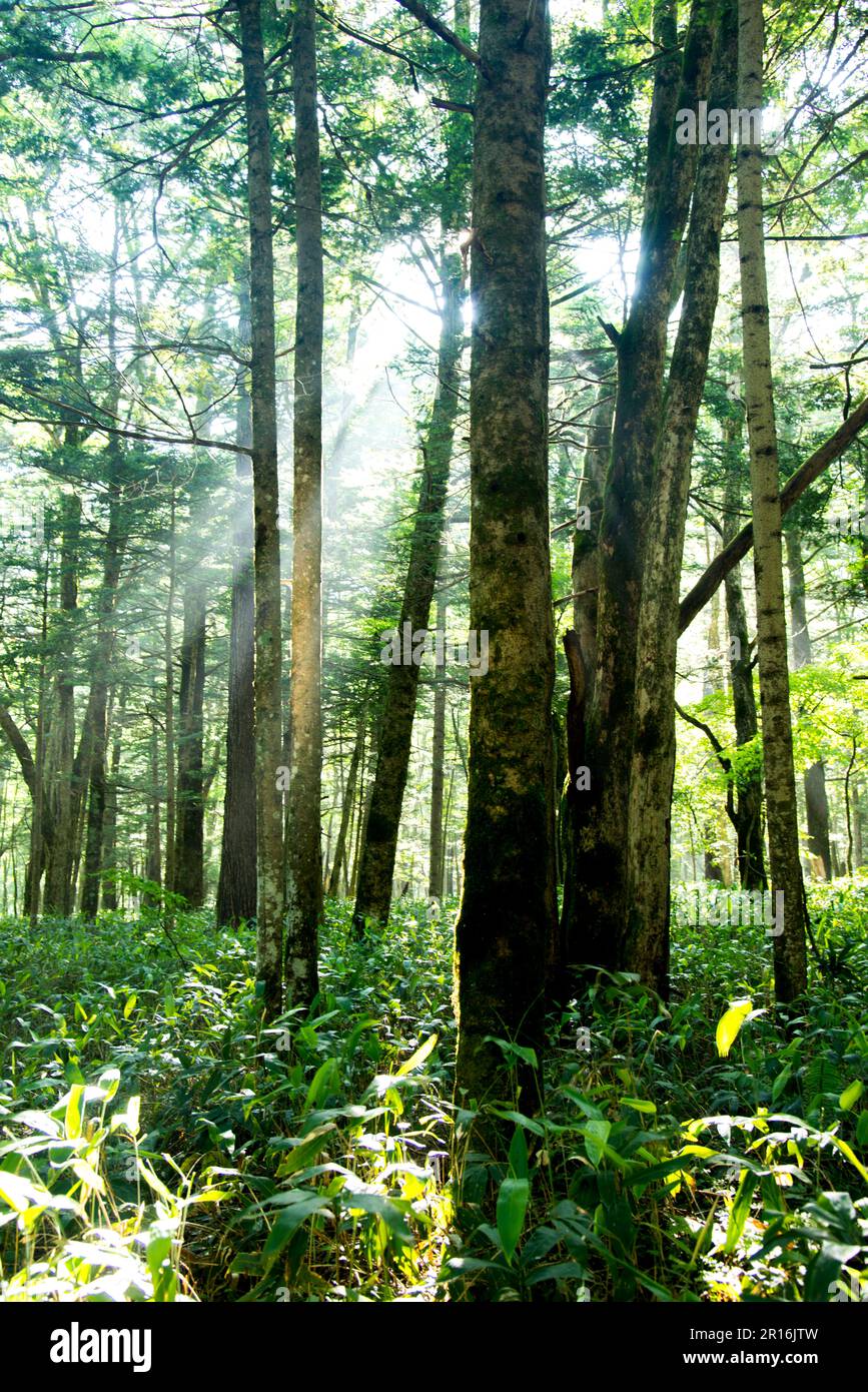 Refreshing nature in woods hi-res stock photography and images - Alamy