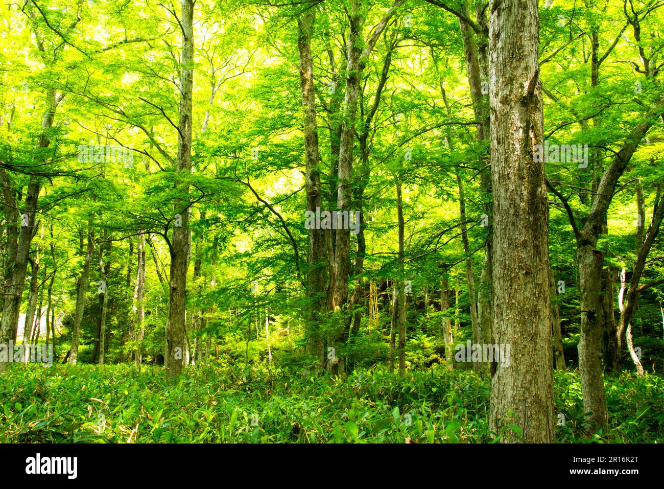 Primeval forest with frsh leaves, Kamikochi Stock Photo