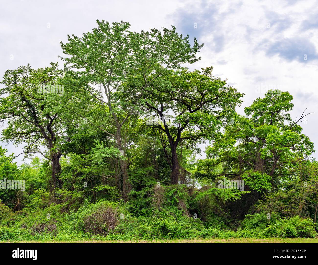 Dense impassable green jungle Stock Photo