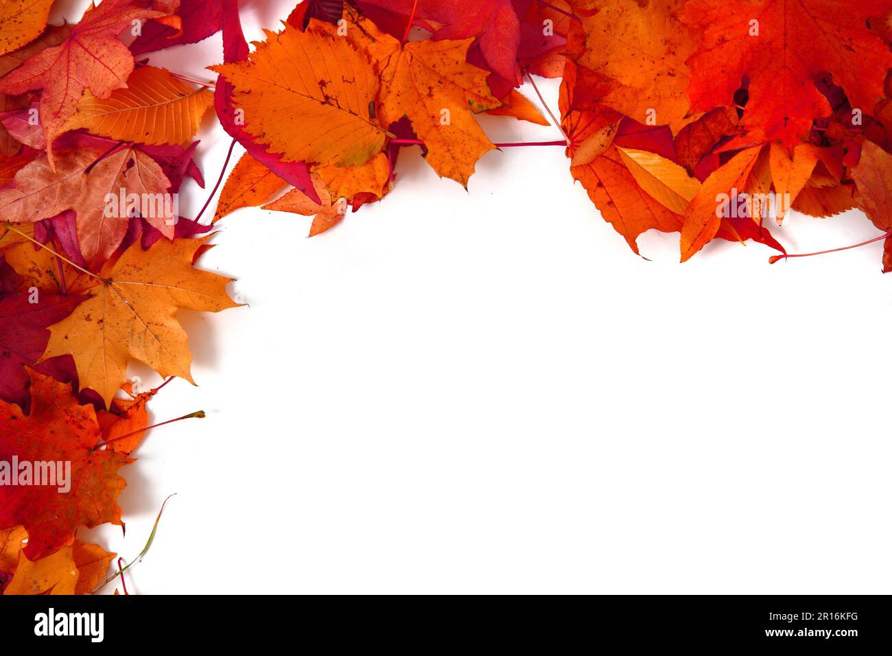 autumn leaves isolated on the white background Stock Photo - Alamy