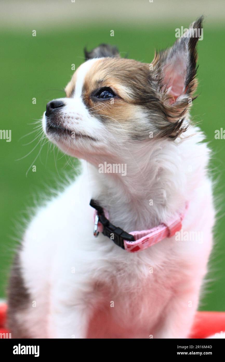 12 week best sale old chihuahua