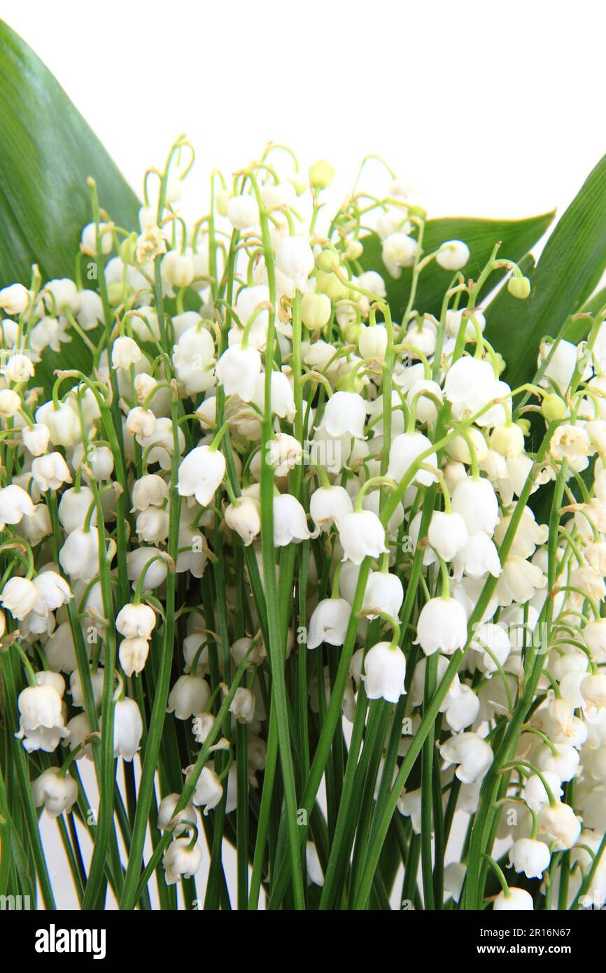 lily of valley isolated on the white background Stock Photo - Alamy