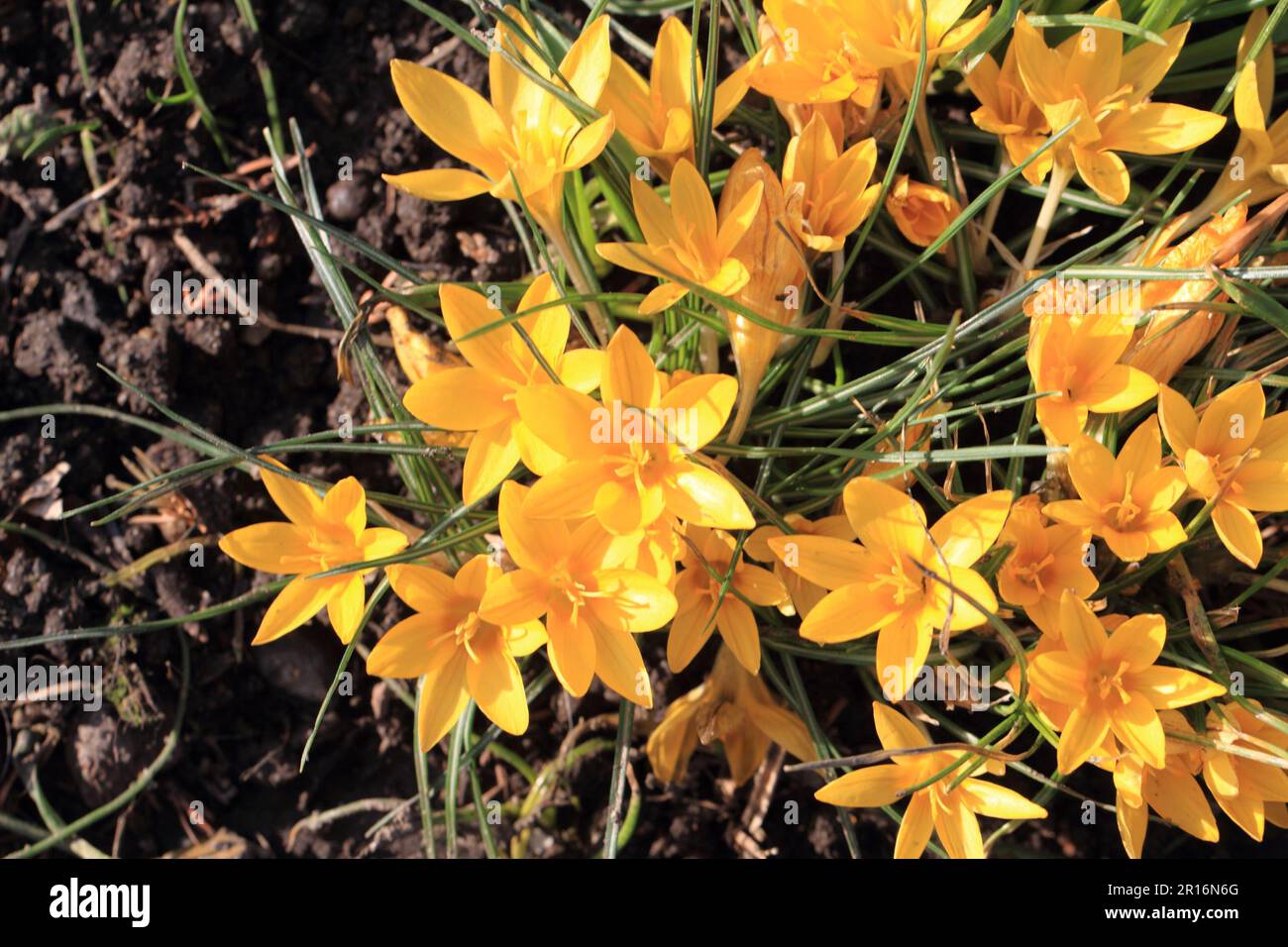 yellow crocus flowers as very nice spring background Stock Photo - Alamy