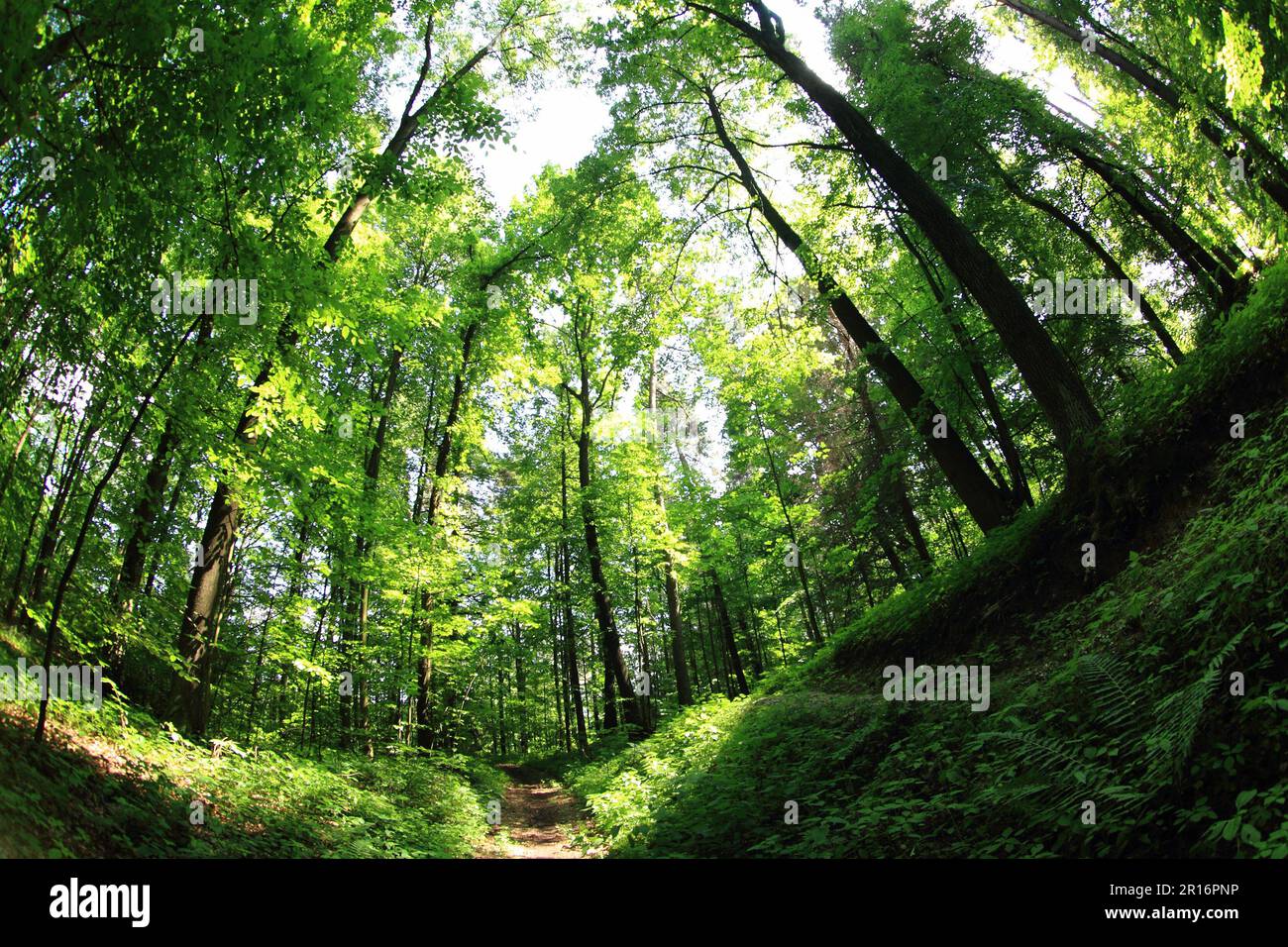 green forest path in the early summer Stock Photo - Alamy