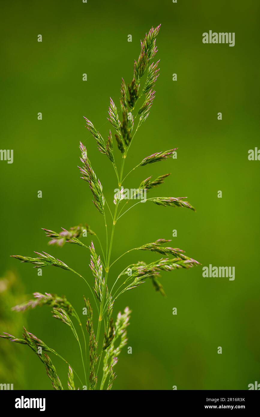 Poa pratensis Smooth meadow grass, close-up, selective focus with bokeh dark green background Kentucky Bluegrass  blue grass common meadow-grass Stock Photo