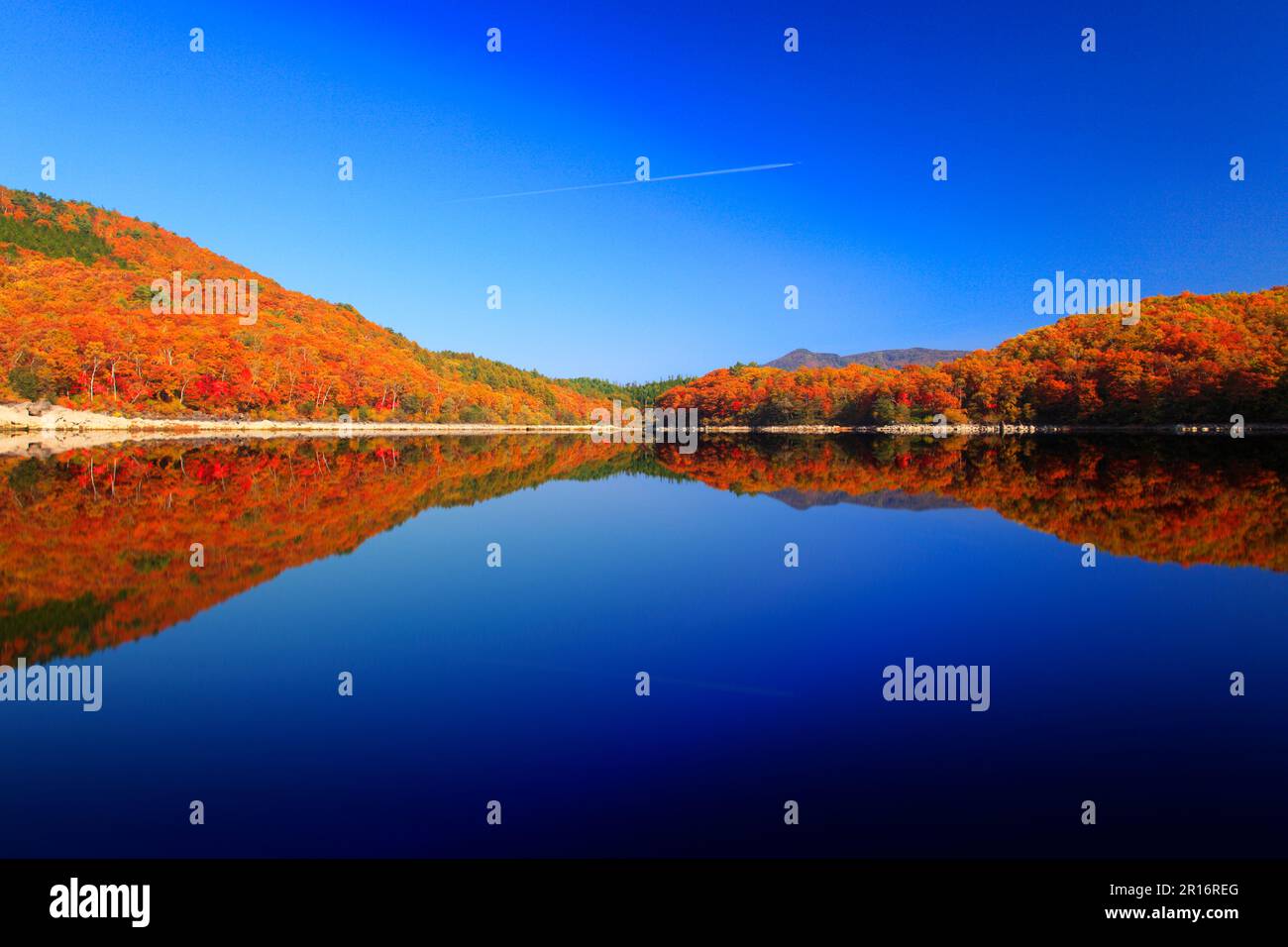 The water reflection of a forest in autumn foliage Stock Photo - Alamy