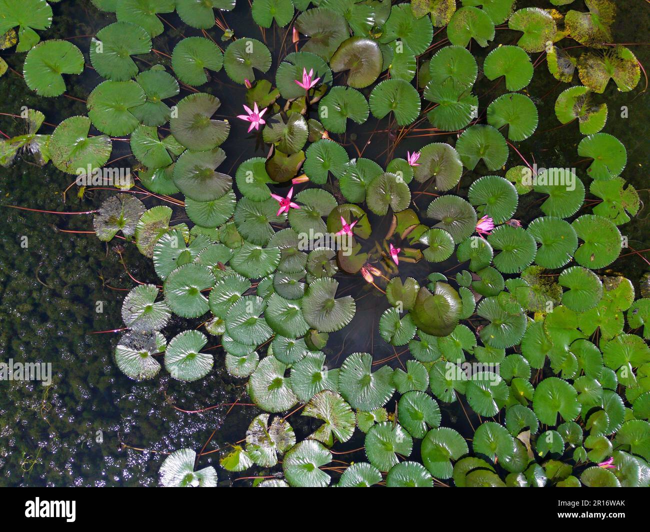 Landscaping aquatic plants cultivation view hi-res stock photography ...
