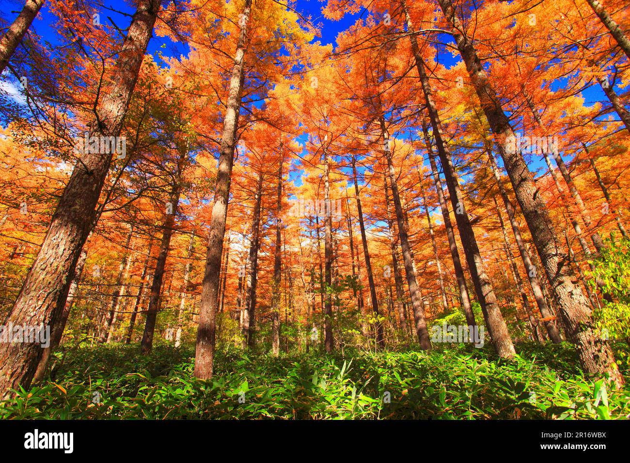 Autumn larch forest Stock Photo