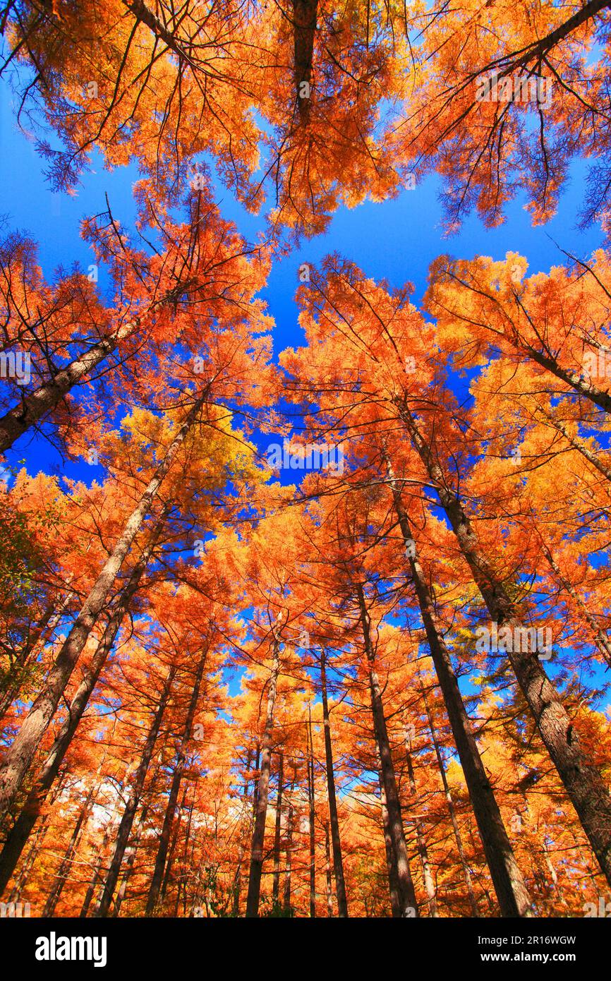 Autumn larch forest Stock Photo