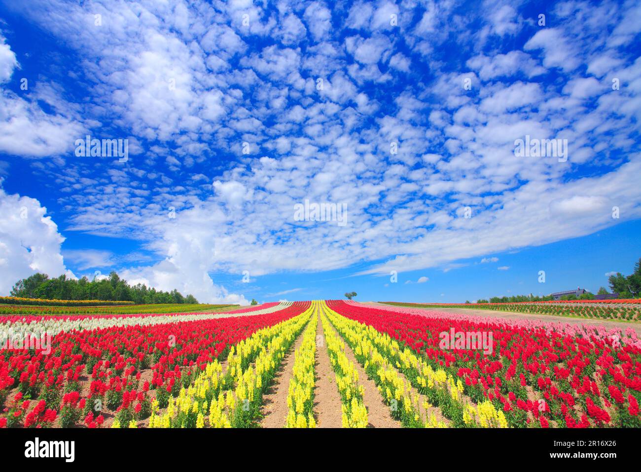 Flower garden such as snapdragon and scale clouds Stock Photo