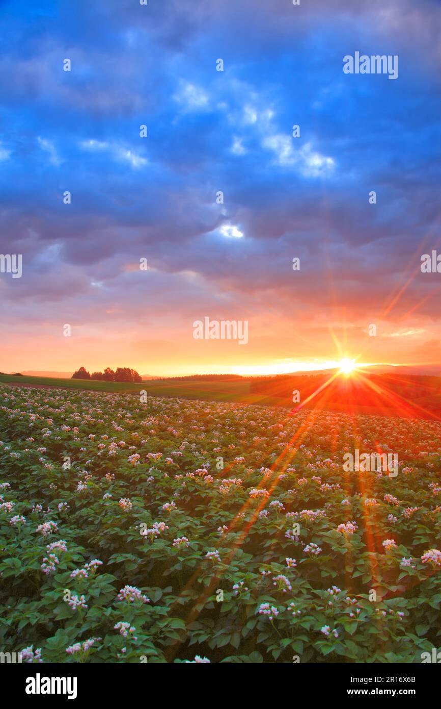Shaft of light on blooming potato fields and the morning sun Stock Photo