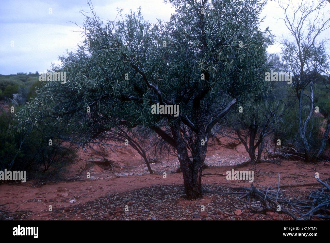 A quandong tree in central Australia produces fruit and nuts eaten by aborigines. Also called Native Peach. Stock Photo