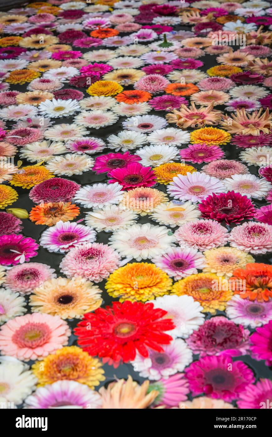 Water fountain with gerbera flowers, Old Town, Zurich, Switzerland Stock Photo Alamy
