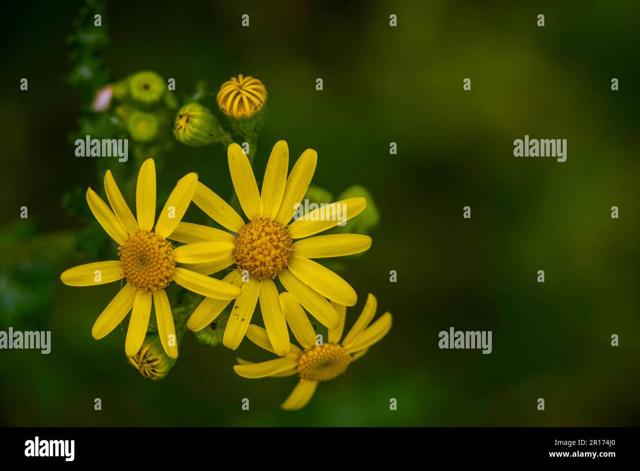 Senecio squalidus Yellow flowers of Oxford ragwort, panoramic view, Jacobaea vulgaris. Floral header  daisy family Asteraceae blooming copy space text Stock Photo