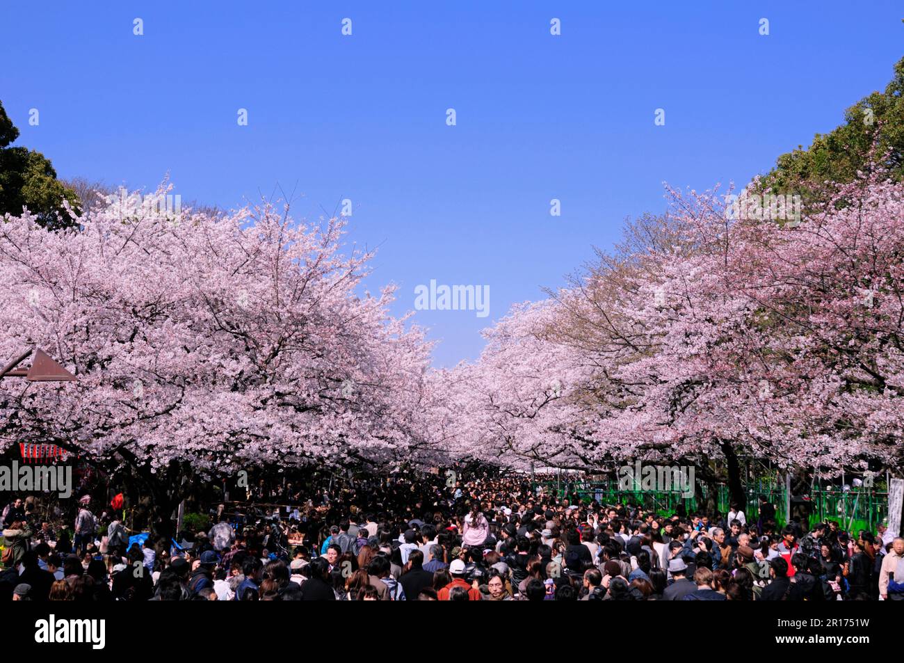 Cherry blossoms blooming in Ueno Park Stock Photo