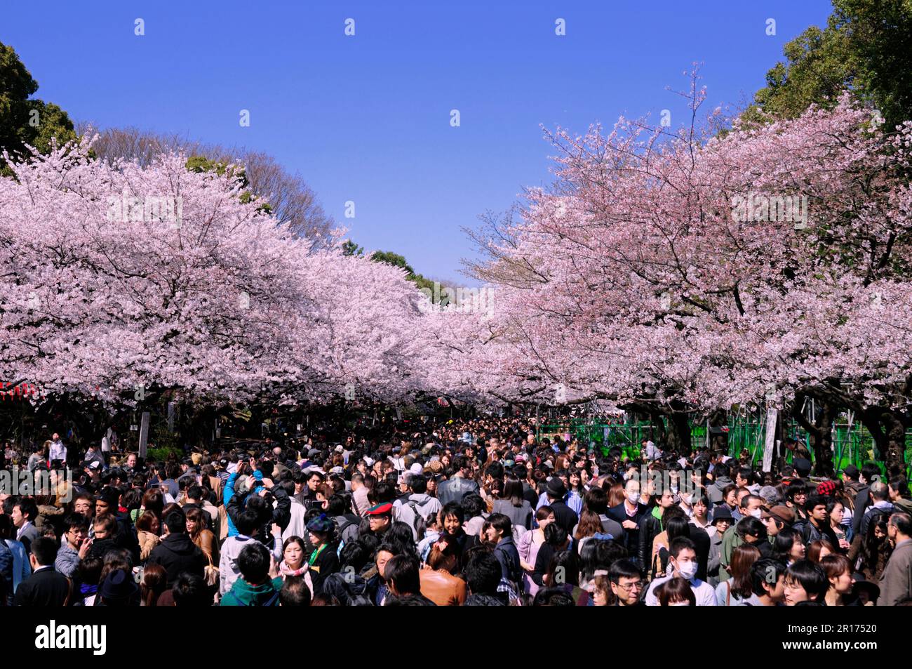 Cherry blossoms blooming in Ueno Park Stock Photo
