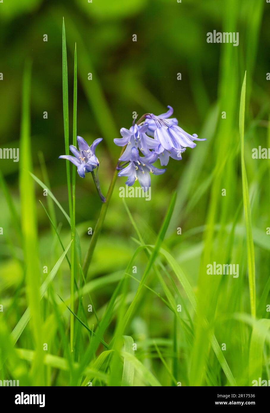 Beautiful fragrant Bluebell flowers, (Hyacinthoides non-scripta), photographed against a soft green background Stock Photo
