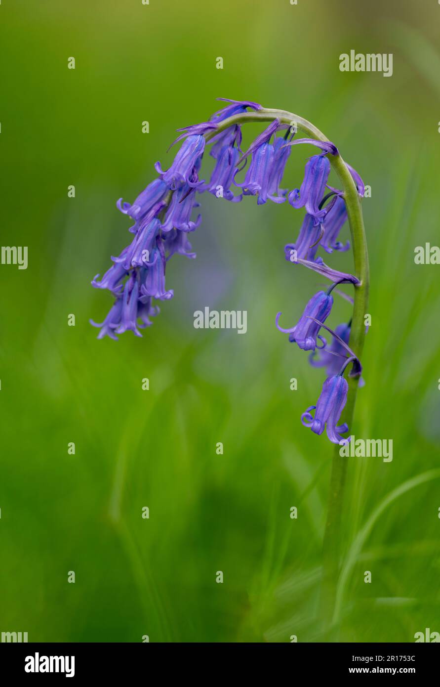 Beautiful fragrant Bluebell flowers, (Hyacinthoides non-scripta), photographed against a soft green background Stock Photo