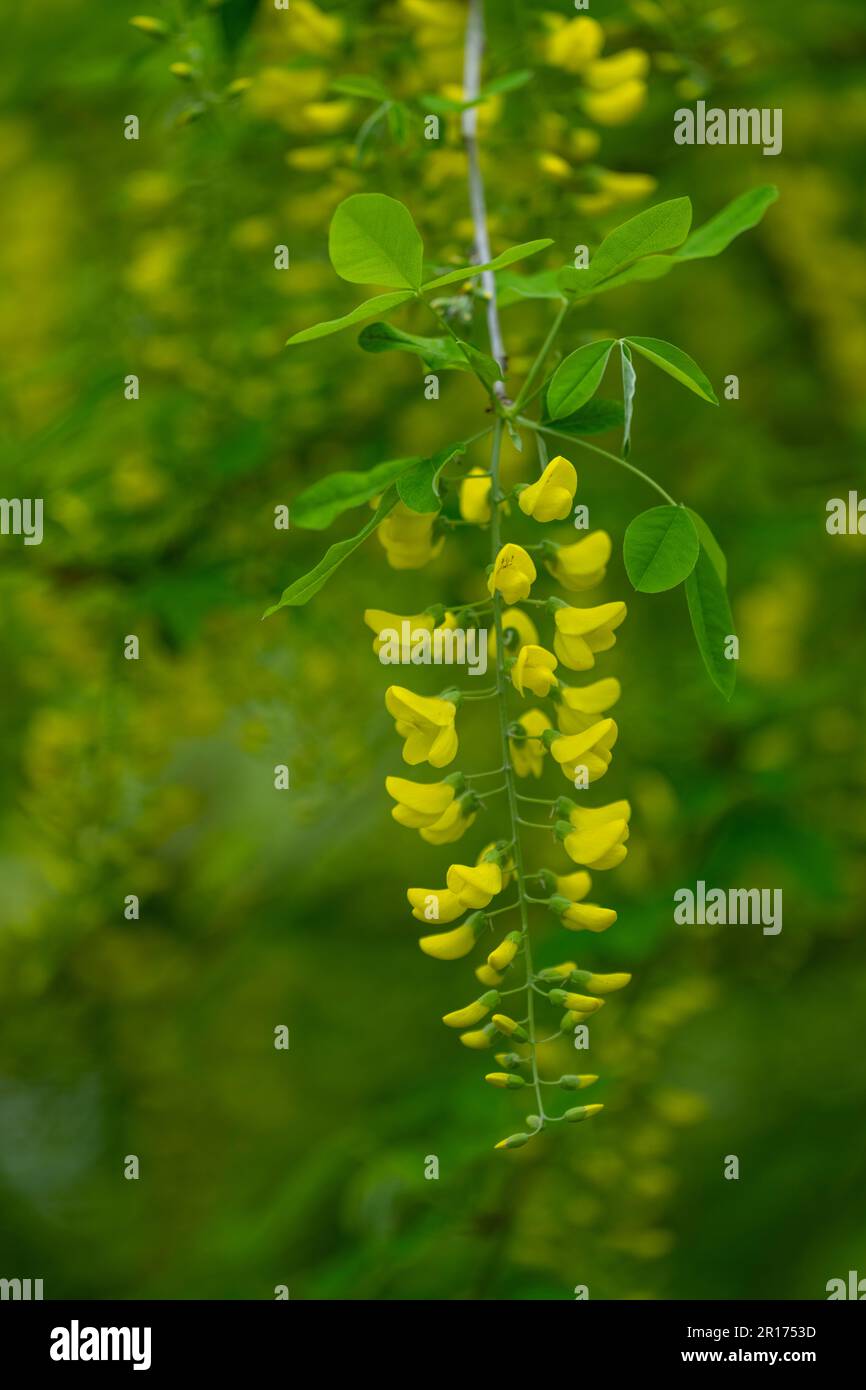 The beautiful pendulous yellow flowers of a Laburnum tree, (Laburnum anagyroides) Stock Photo