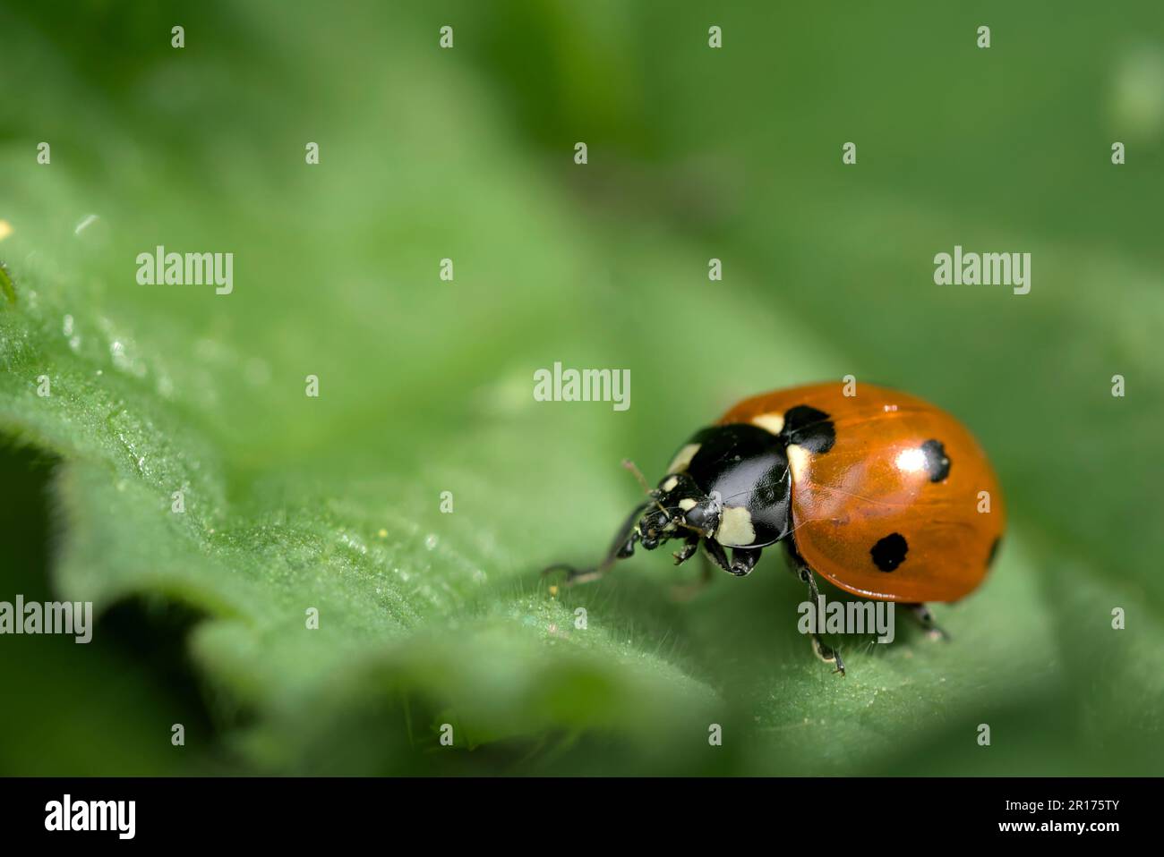 Single Seven-spotted Ladybug (Coccinella septempunctata) cleaning itself up, sitting on a leaf, insects, macro photography, biodiversity, cute Stock Photo