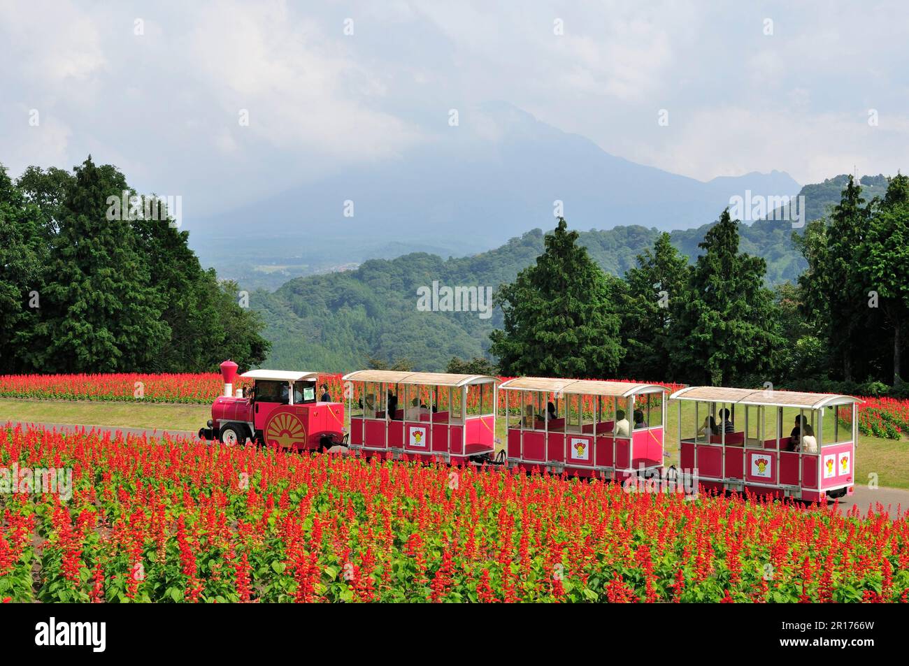 Tottorihanakairou, Flower Train running through Flower Hillside in the park Stock Photo