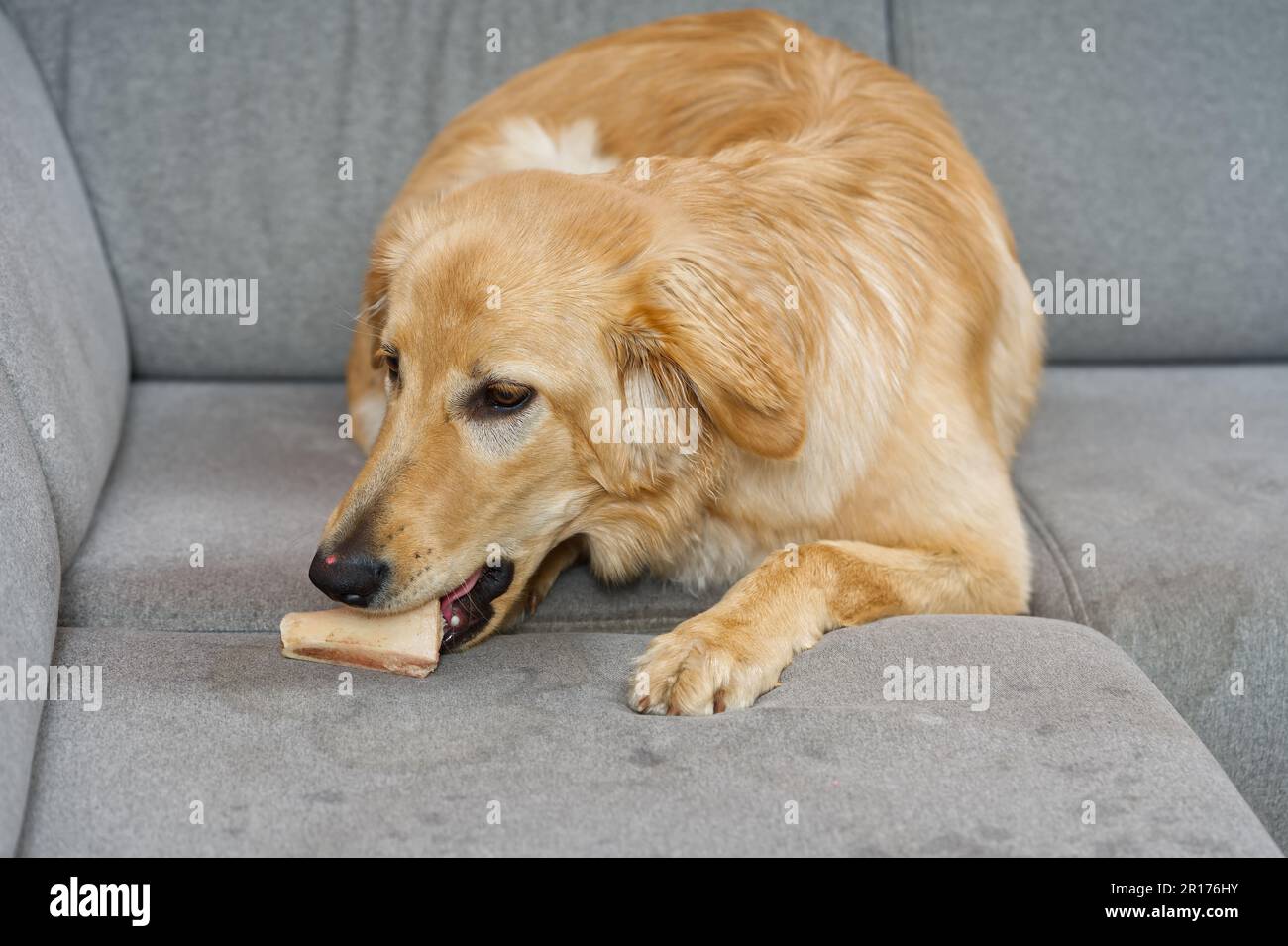 blonde dog eating on fabric sofa. Hovawart gnaws on a bone on textil sofa in living room Stock Photo