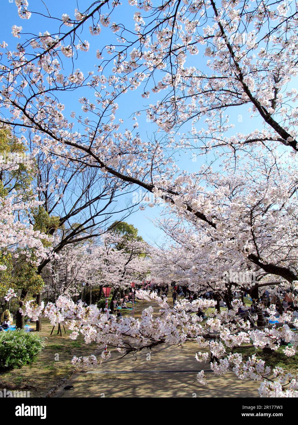Cherry blossom of Nishinomaru garden, Osaka castle Stock Photo Alamy