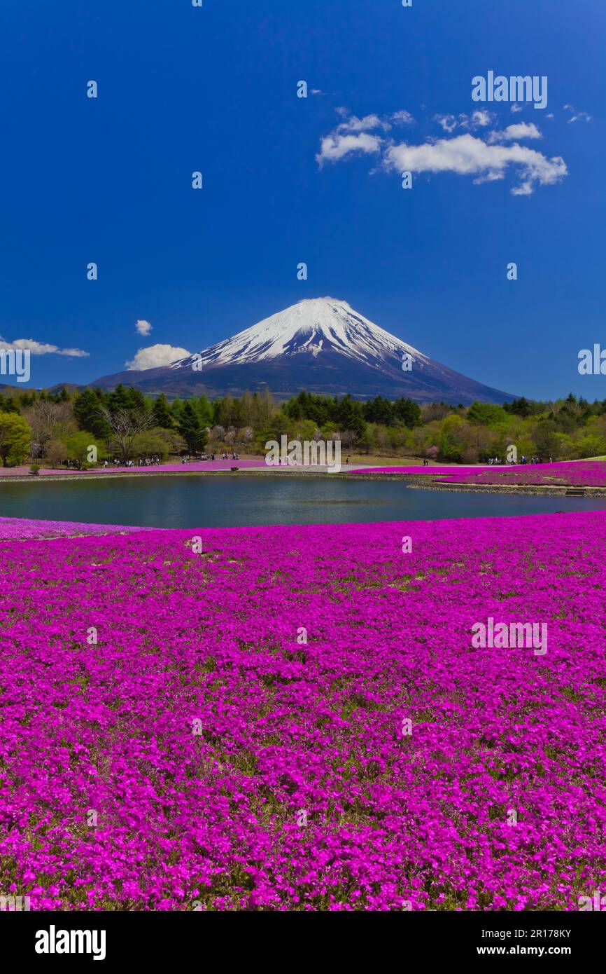 Mount Fuji and cherry blossoms Stock Photo - Alamy