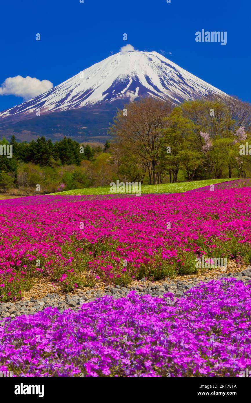 Mount Fuji and cherry blossoms Stock Photo - Alamy