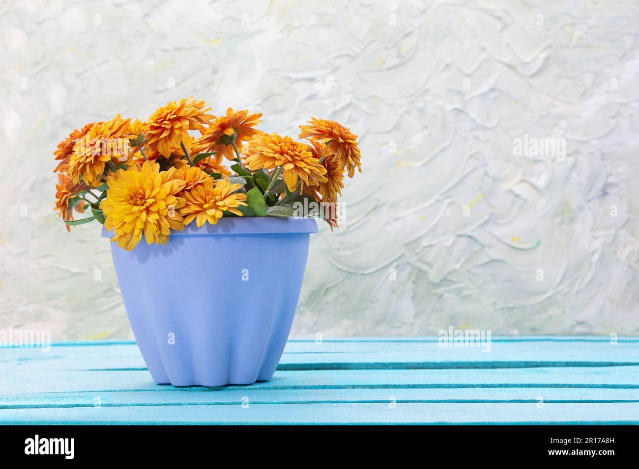 Orange chrysanthemum in blue pot on wooden boards. Gardening, holiday, birthday, women's, mother's day. Copy space Stock Photo