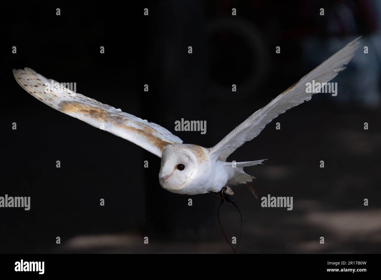 snowy owl flying at night