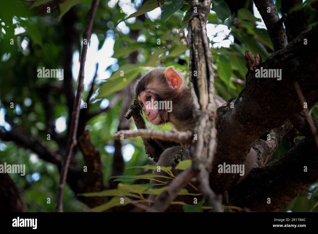 Baby macaque monkey sitting in a tree amongst the leaves and branches. Kyoto, Japan Stock Photo