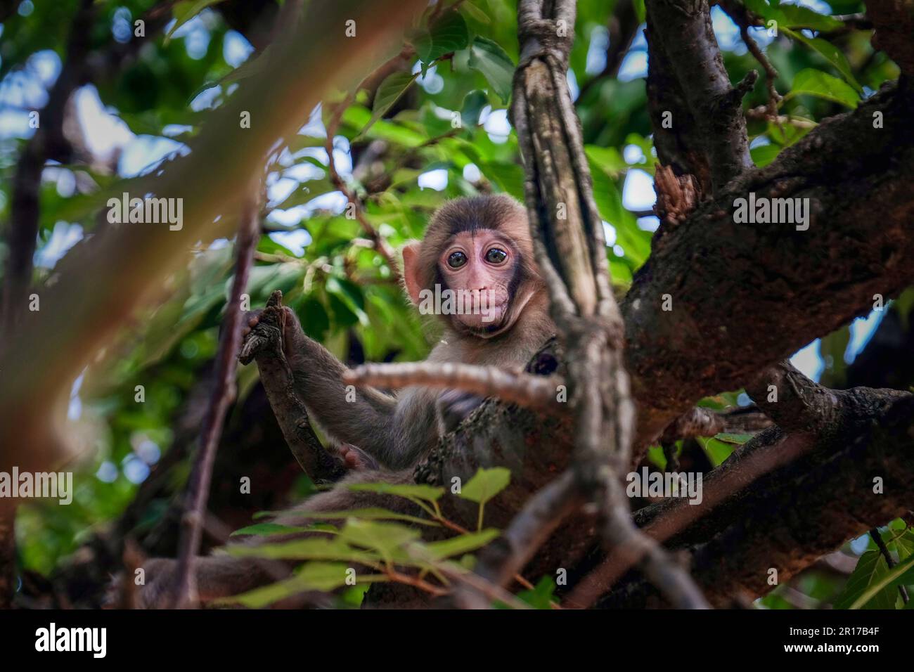 Baby macaque monkey sitting in a tree amongst the leaves and branches. Kyoto, Japan Stock Photo