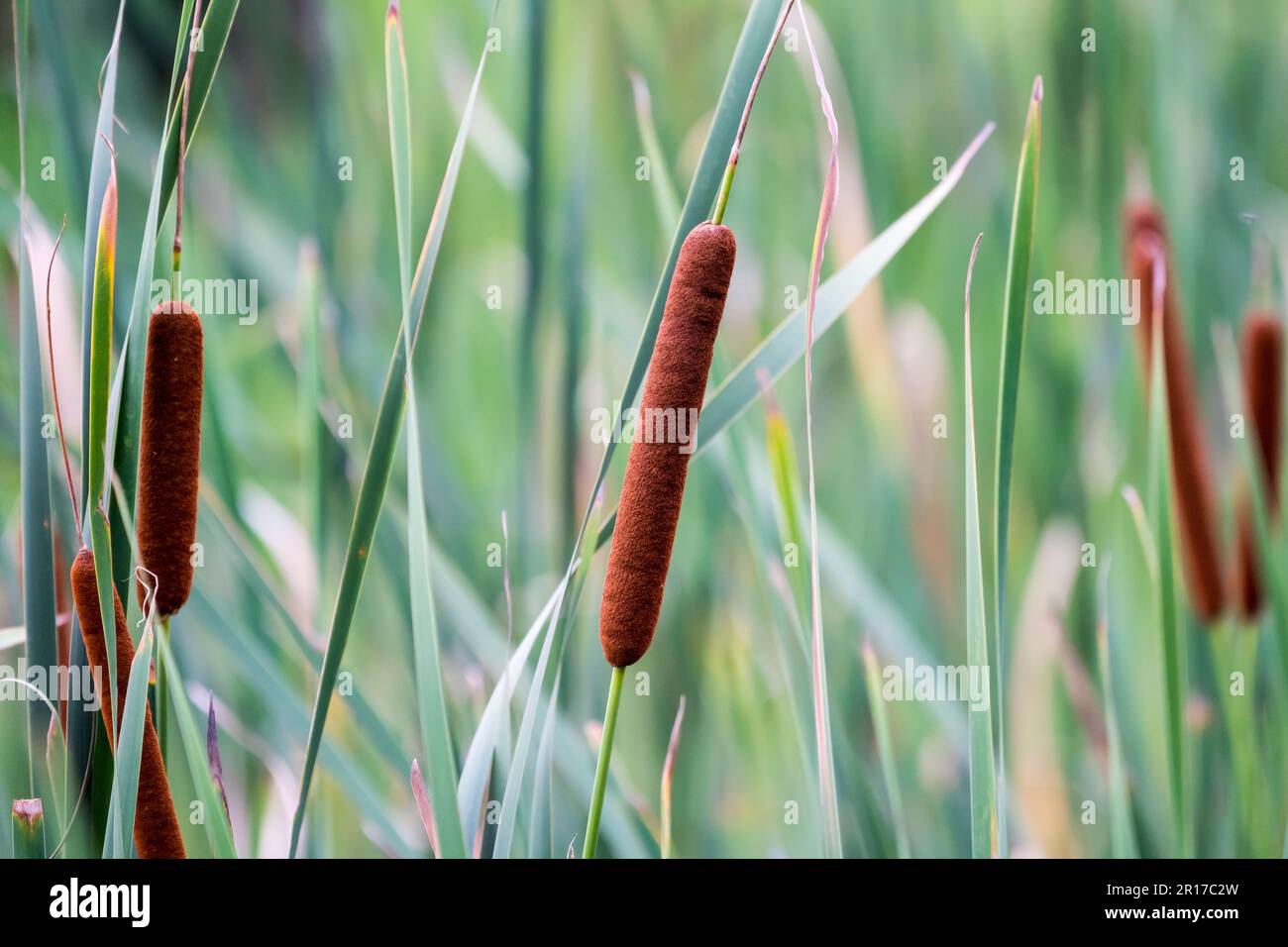 Typha capensis, bulrush, matjiesriet velvety brown flowers on stalk or inflorescence closeup against green leaves in South Africa nature Stock Photo