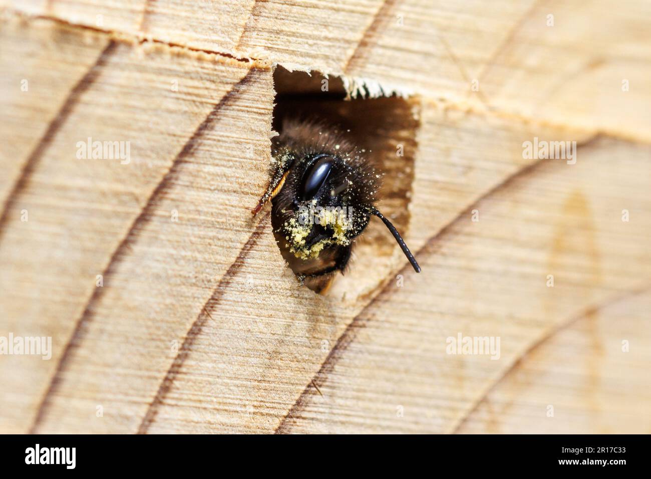 A Red Mason Bee,Osmia bicornis, in a bee house, the houses allow solitary bees a place to lay larvae which they then cover up with mud. Sussex,UK Stock Photo