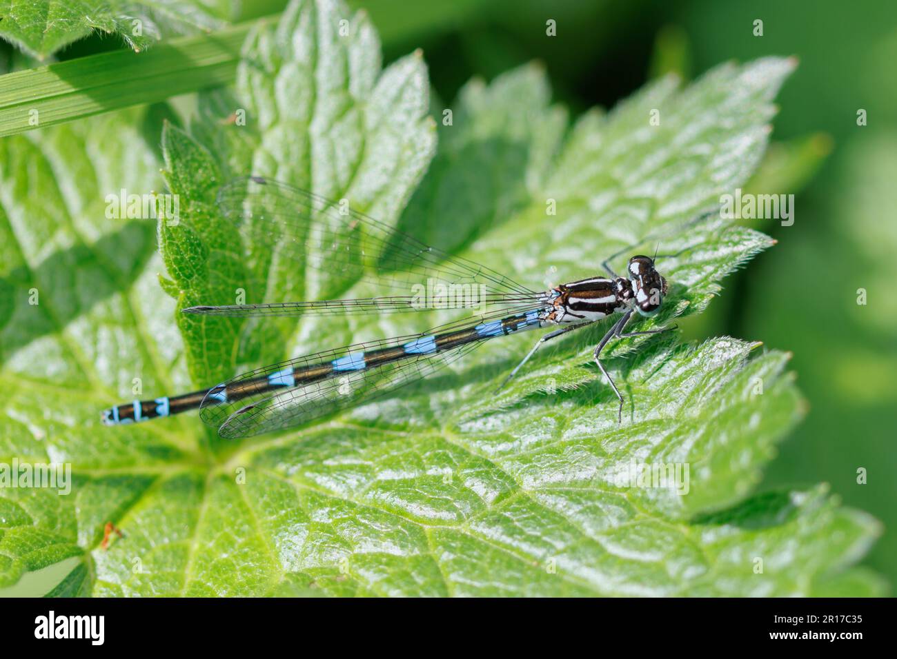 An Azure damselfly, Coenagrion puella rests on a leaf. Sussex, UK Stock Photo