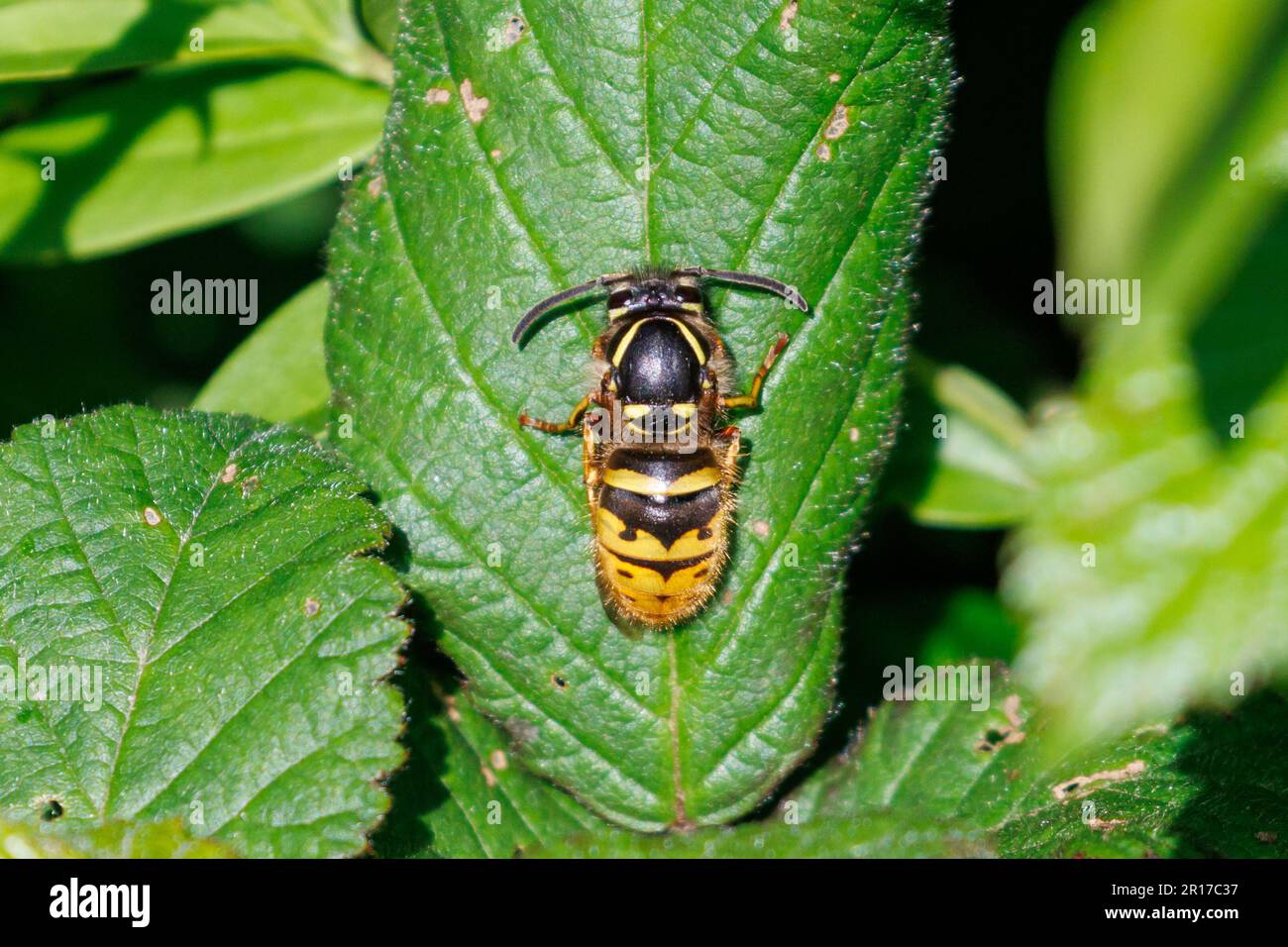 Common Wasp - Vespula vulgaris resting on a leaf. Sussex, UK Stock Photo