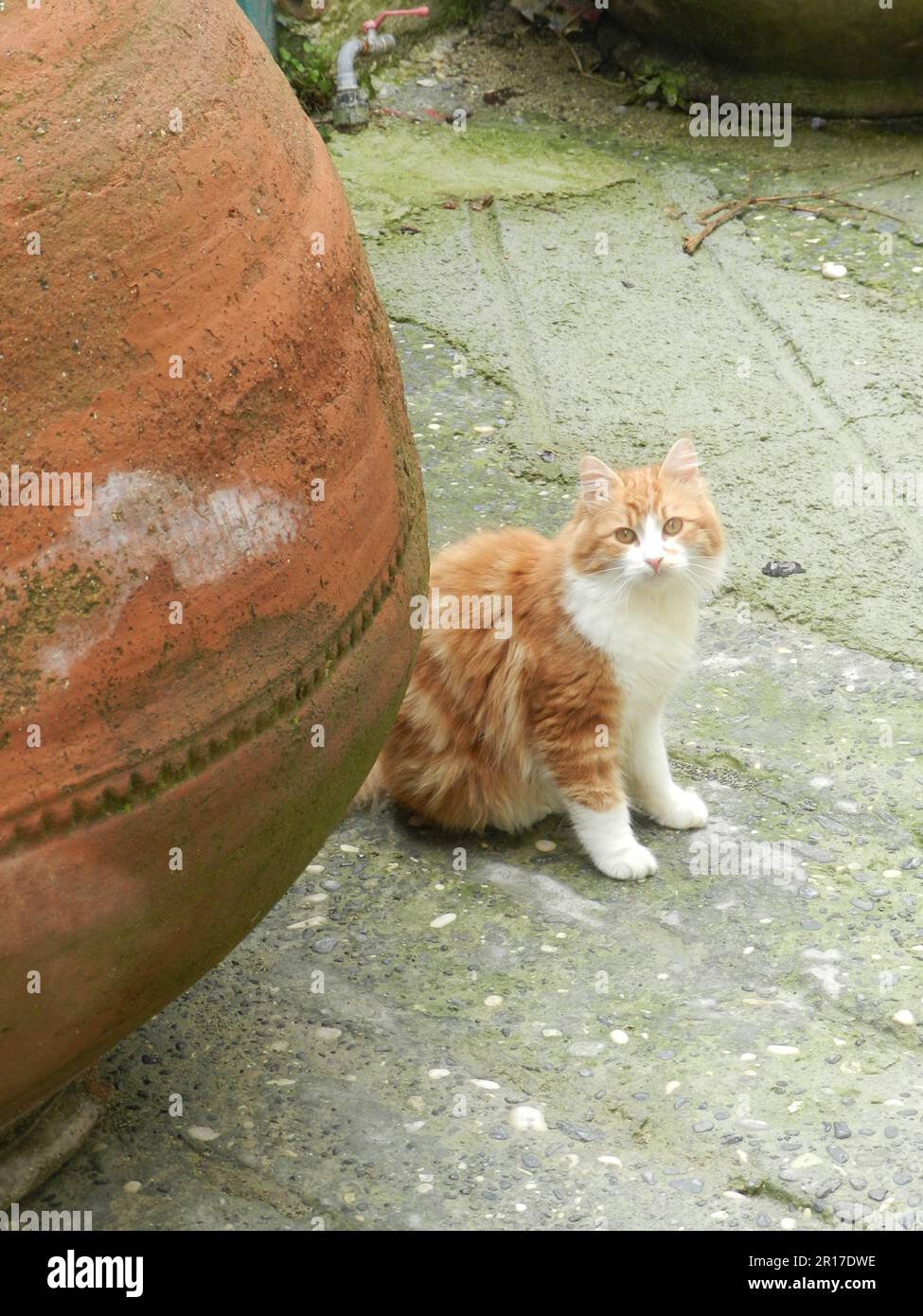 Cyprus, Omodos, in the Tröodos Mountains: ginger tomcat behind a ...