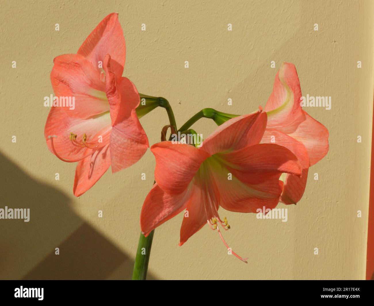 Flowering Amaryllis hybrid (Hippeastrum). Stock Photo