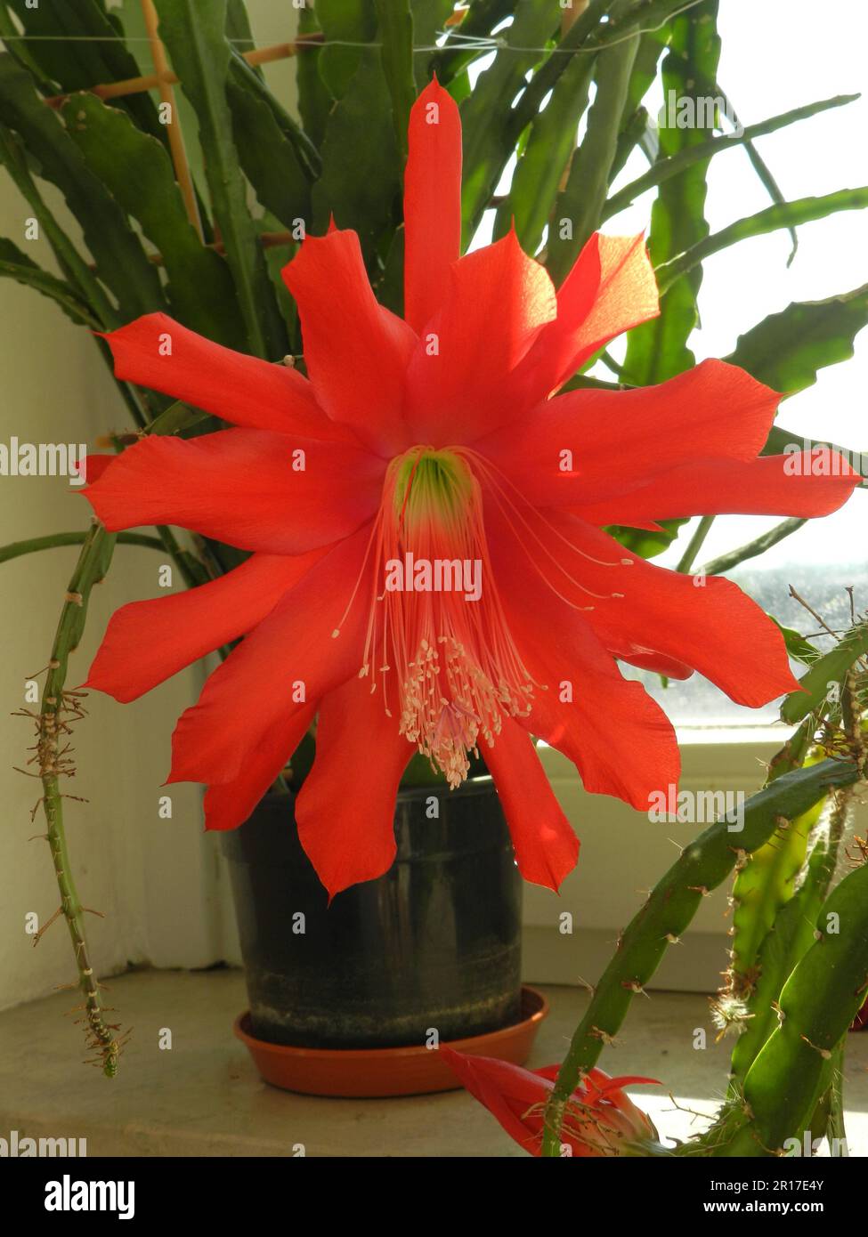 Flowering Orchid Cactus (Epiphyllum x hybrid Stock Photo Alamy
