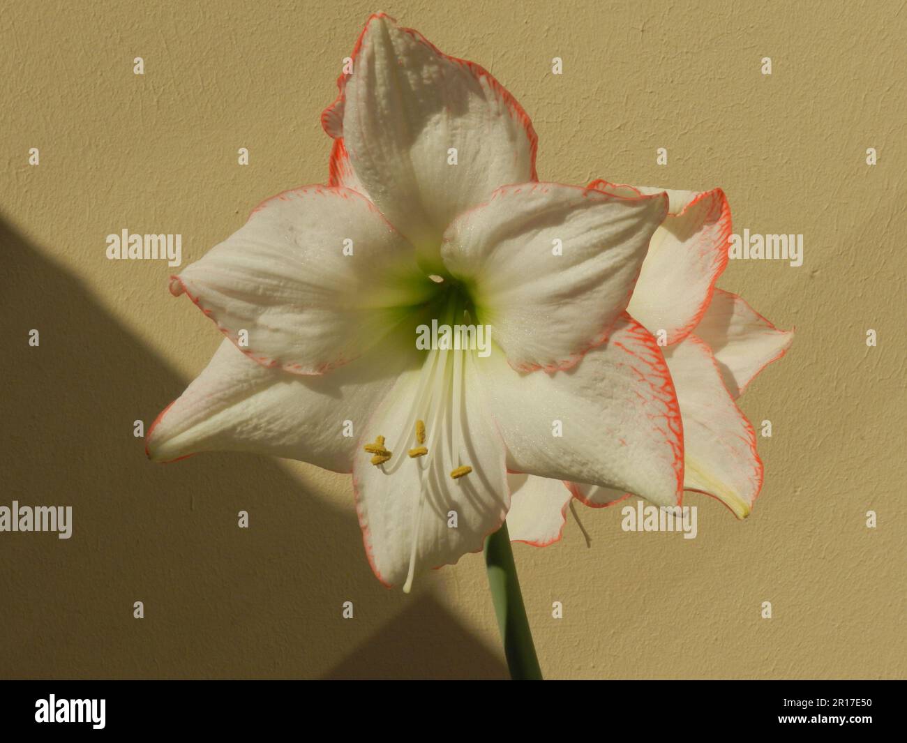 Flowering Amaryllis hybrid (Hippeastrum). Stock Photo