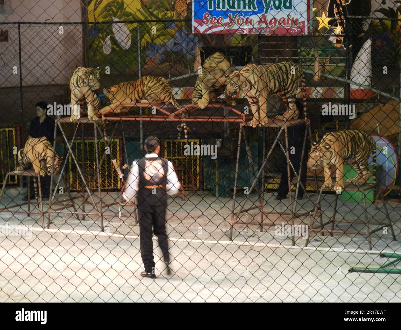 Thailand, Chonburi, Sriracha Tiger Zoo trainer with six tigers Stock
