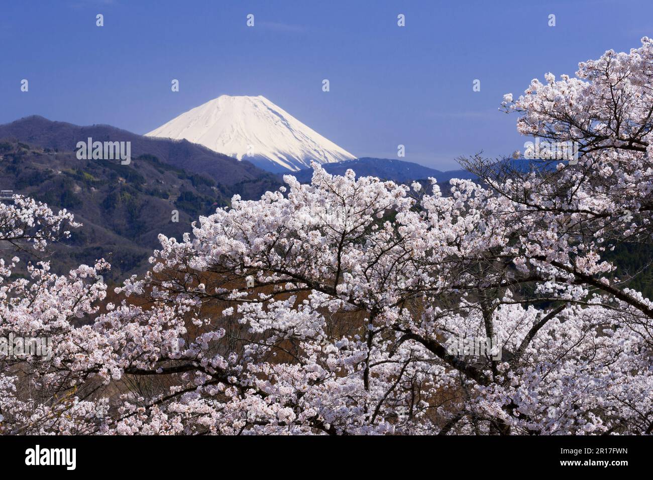 Mount Fuji and cherry blossoms Stock Photo - Alamy