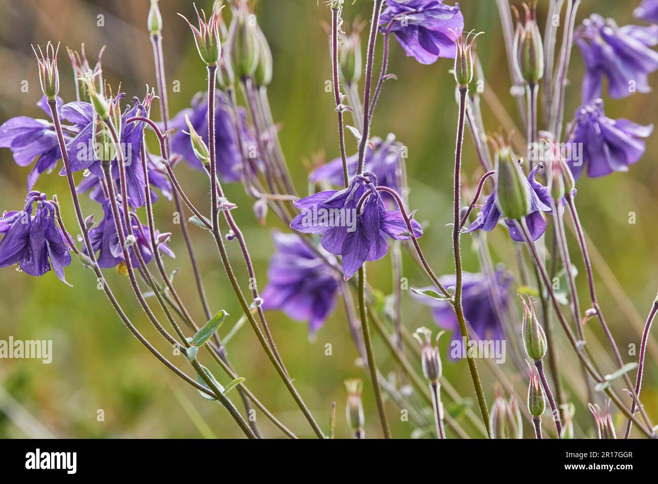 Wild Aquilegia, or Columbine (Aquilegia vulgaris) in flower in summer, in tthe Devon countryside, southwest England, Great Britain. Stock Photo