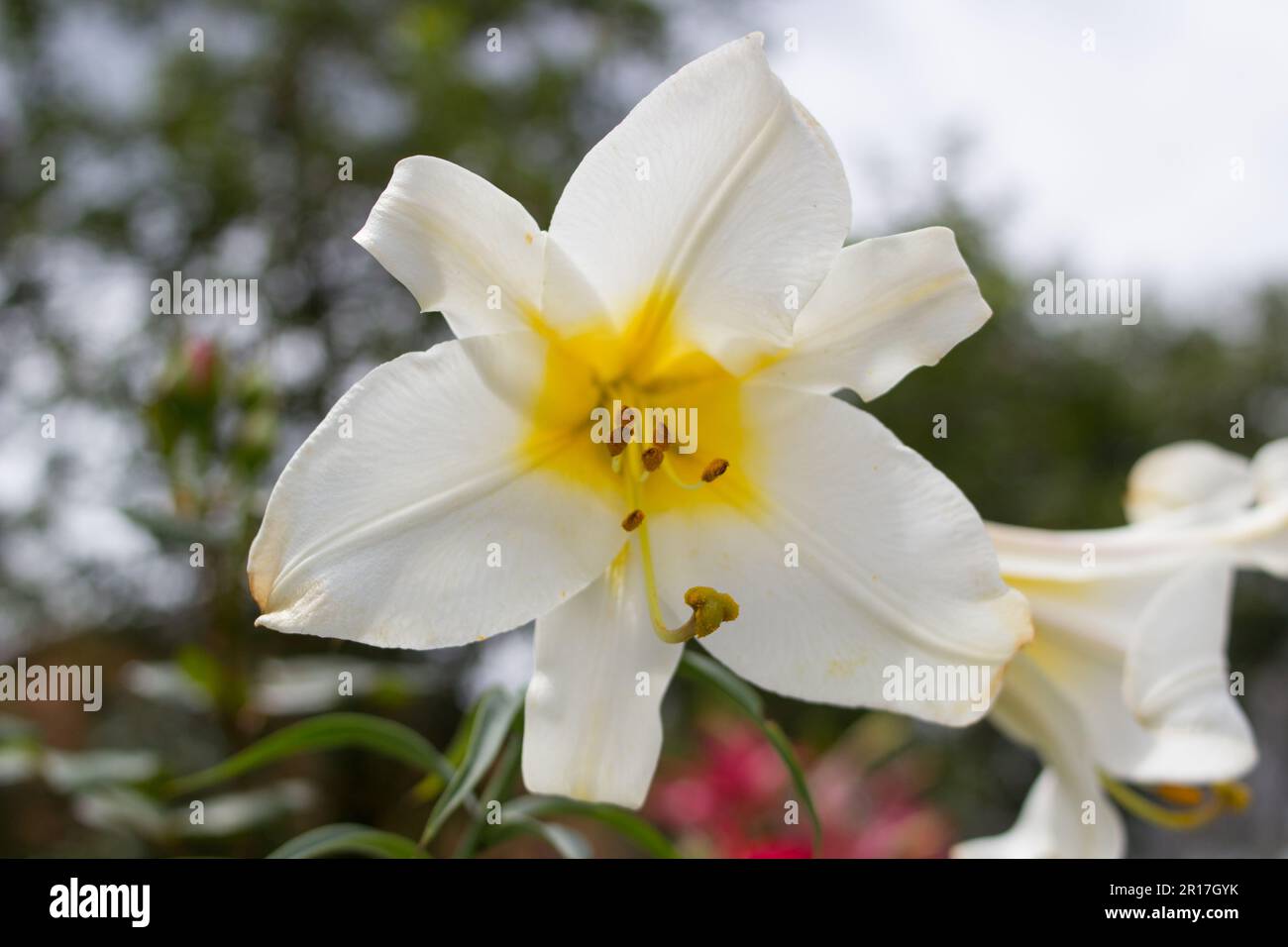 in the flower garden the lily grows white Stock Photo