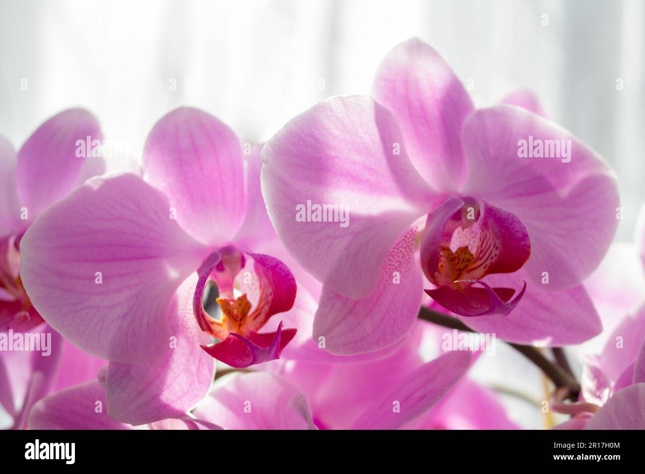 beautiful orchid flowers in the garden in sunlight, orchid pink Phalaenopsis Stock Photo Alamy