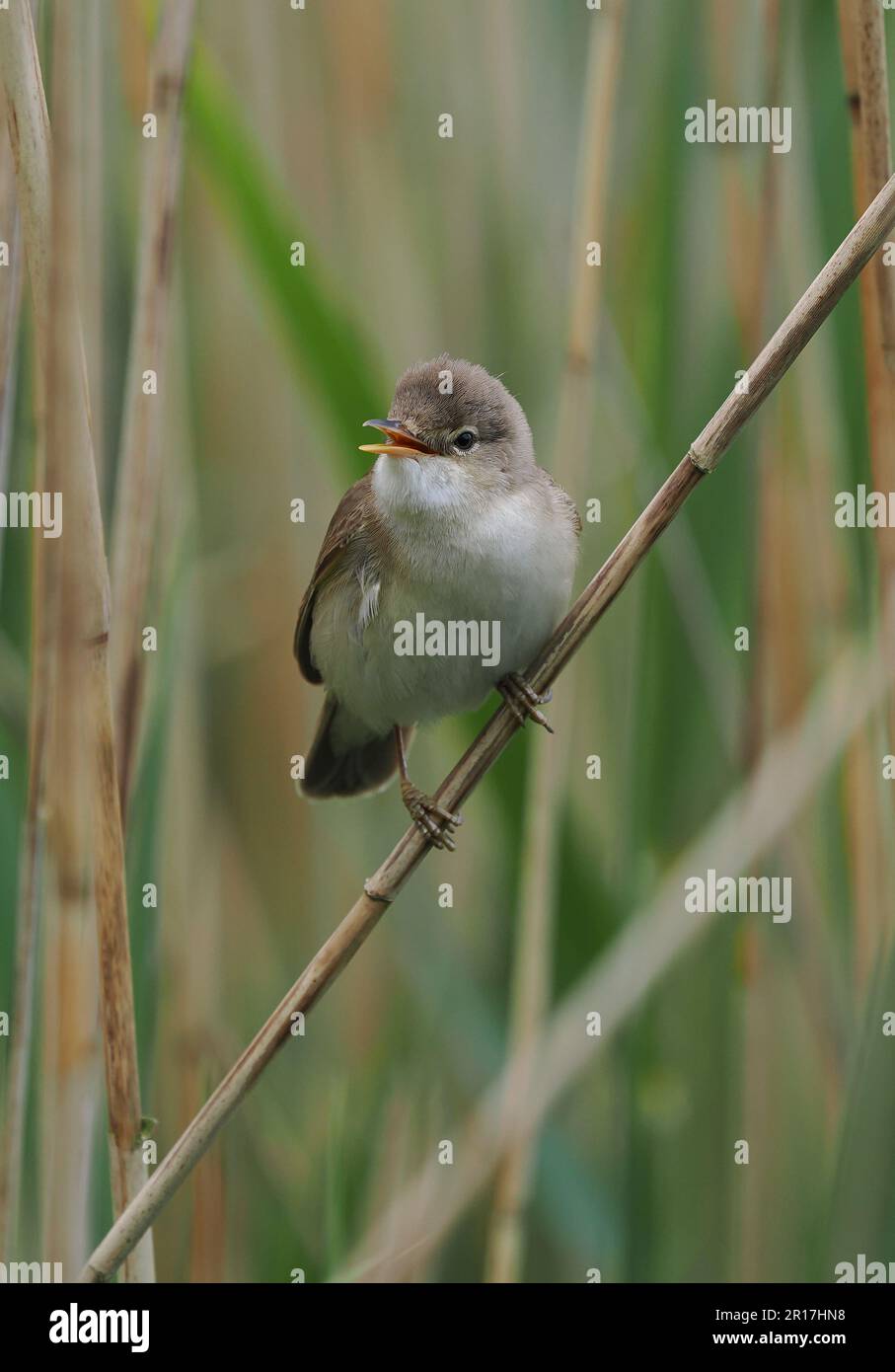 Builds nests attaches to the reeds hi-res stock photography and images ...