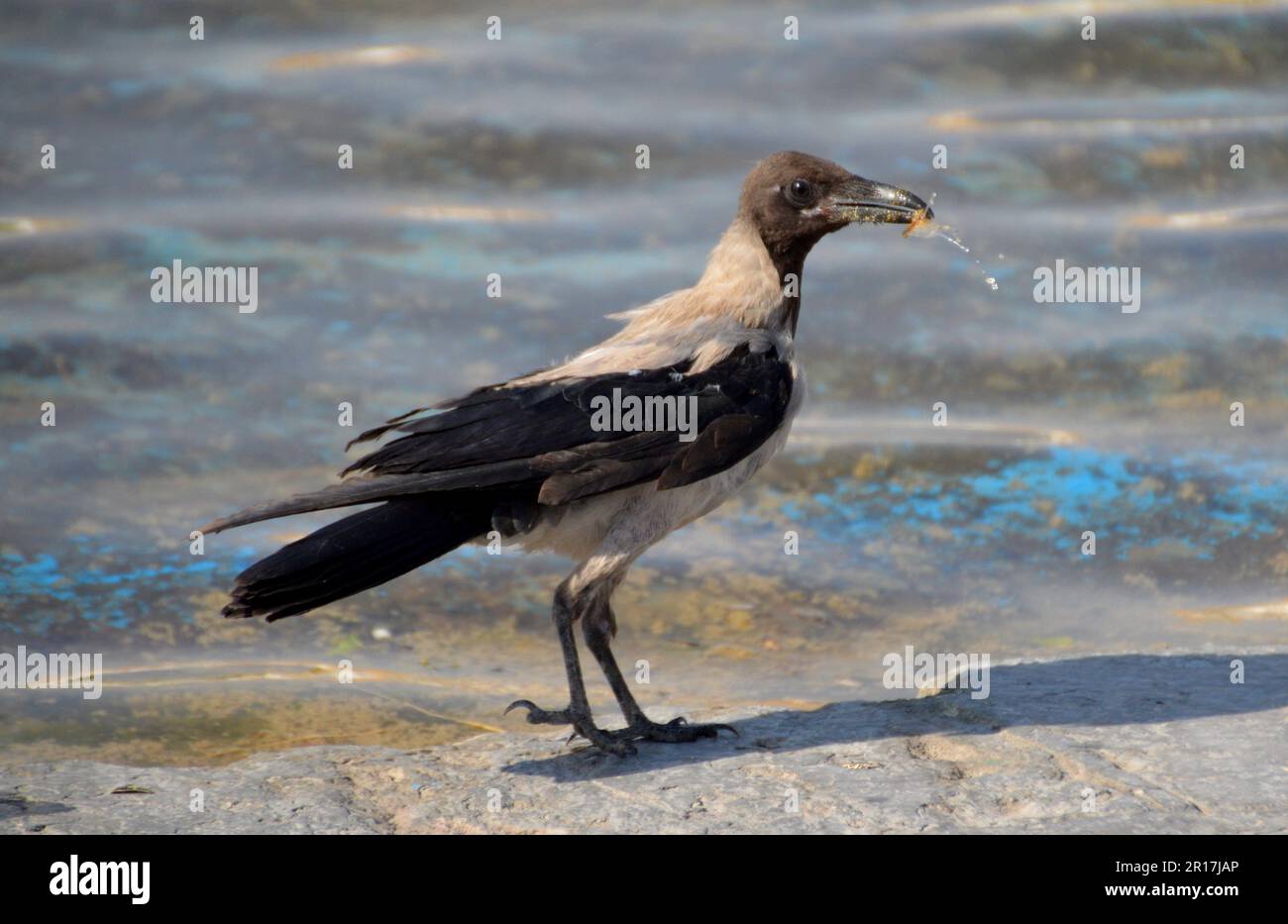 Iran, Isfahan: Hooded Crow (Corvus cornix Stock Photo - Alamy