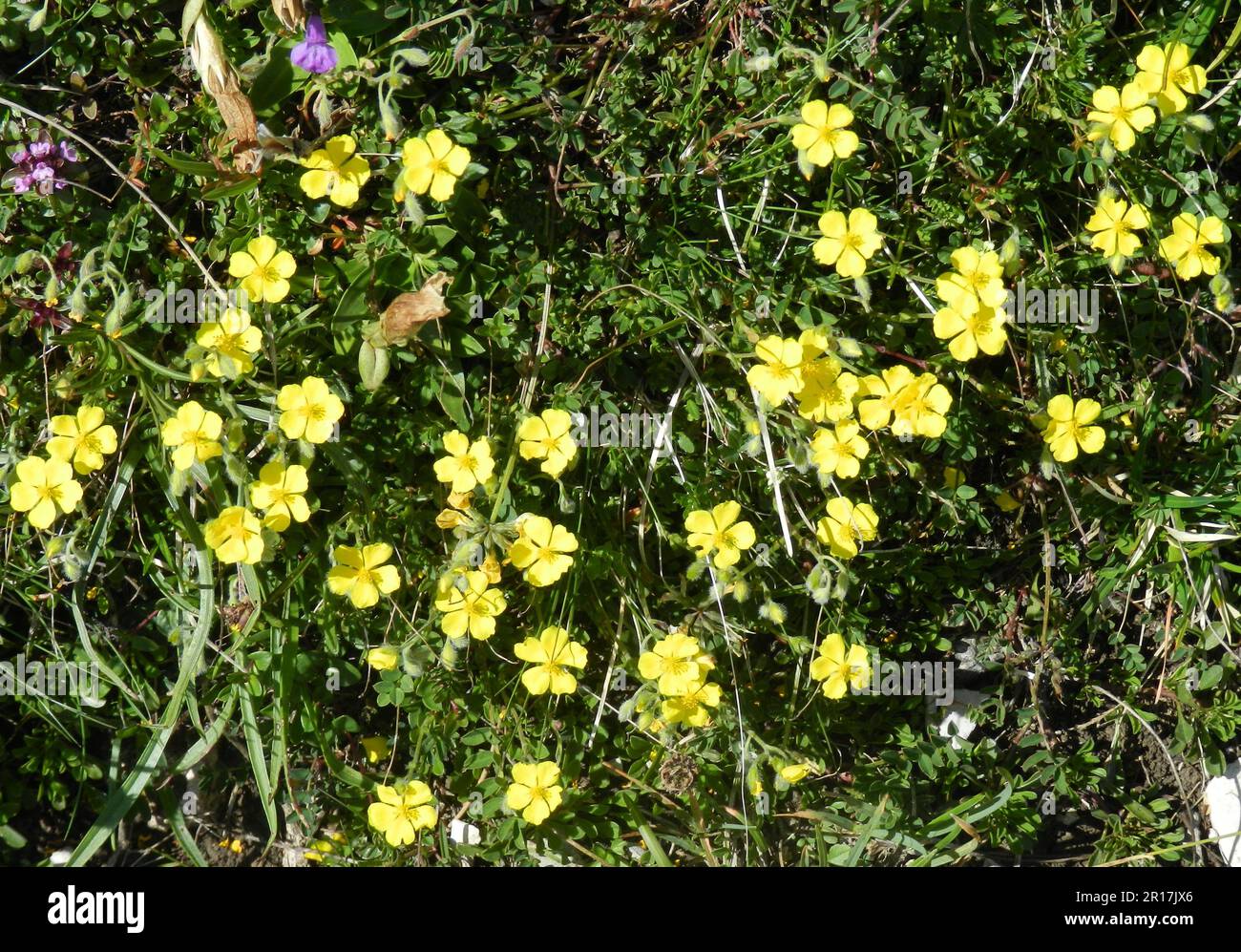 Austria, Tyrol, Pertisau:    Common Rockrose (Helianthemum nummularium) on Plumsjoch. Stock Photo
