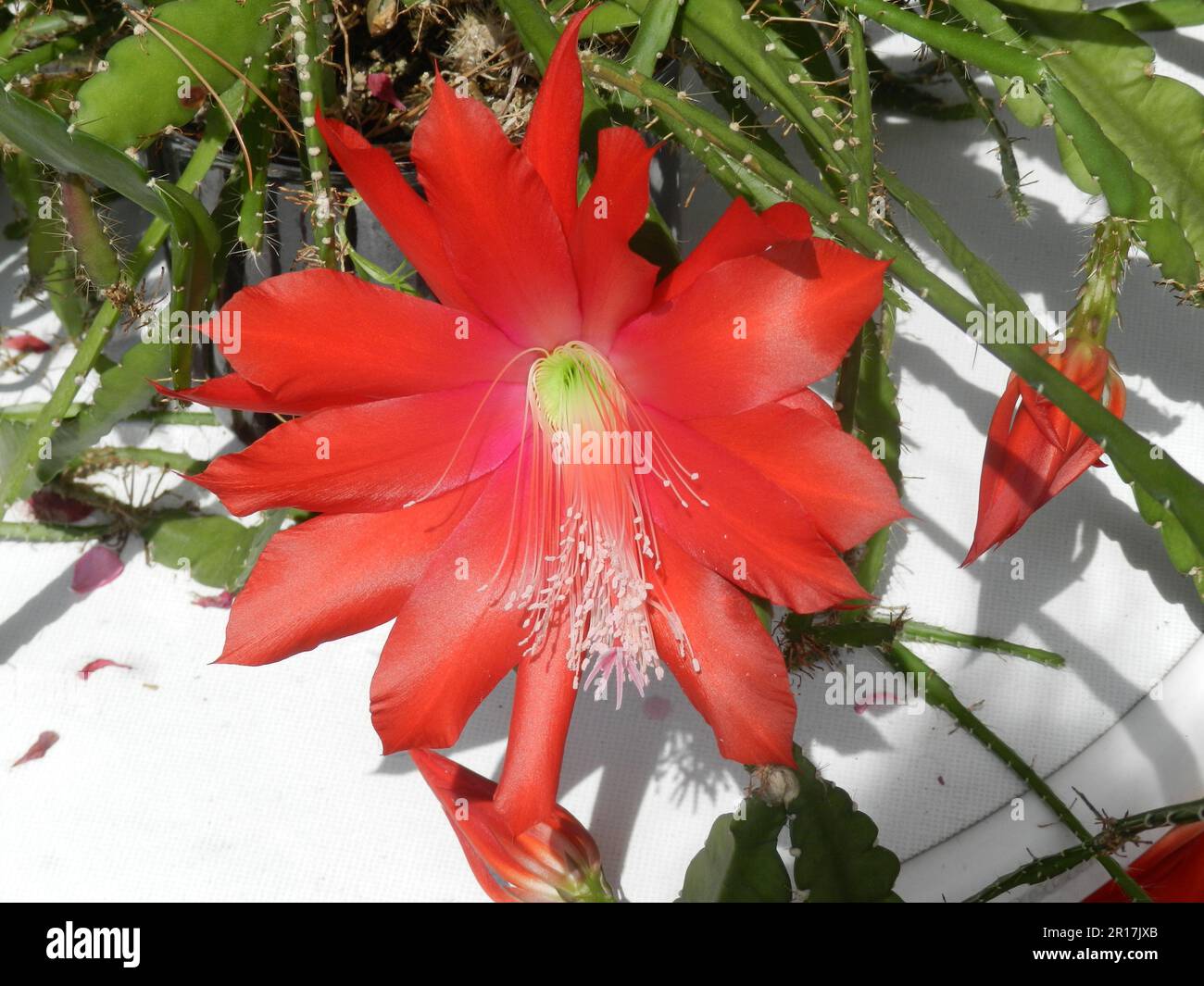 Flower on Epiphyllum hybrid. Stock Photo